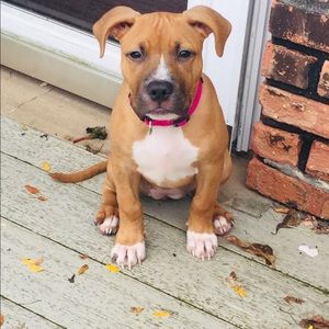 Meet your Posher, Izzy